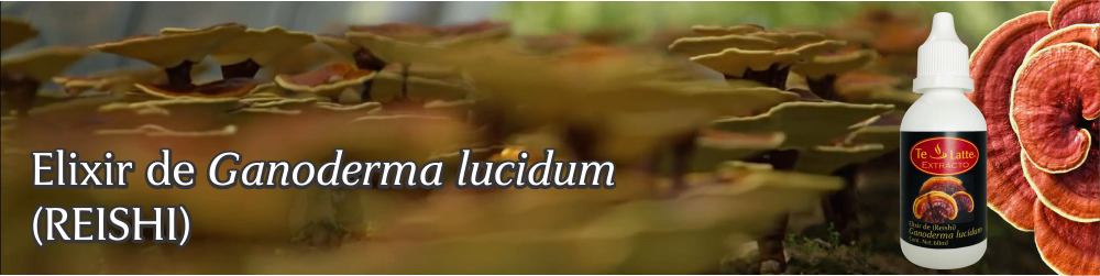 Te Latte CaféElixir de Ganoderma lucidum (REISHI)
